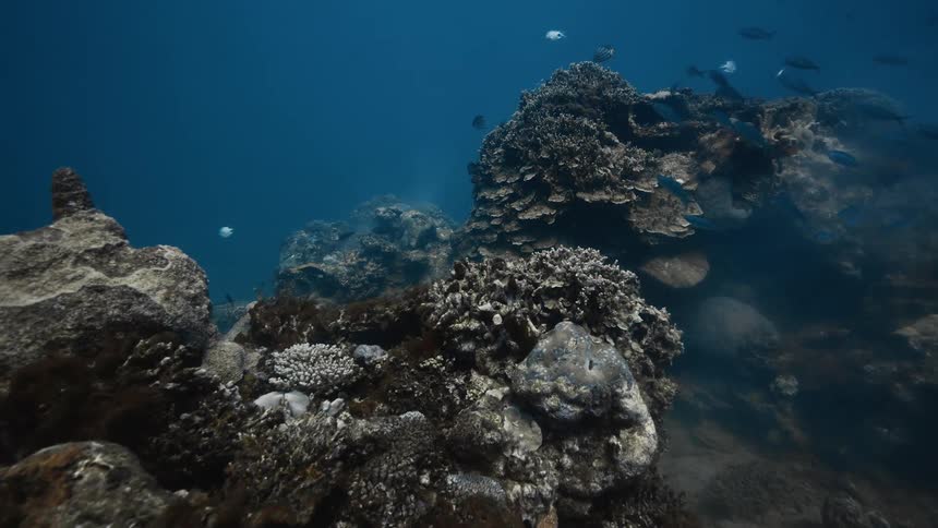 Reef in the ocean with fish