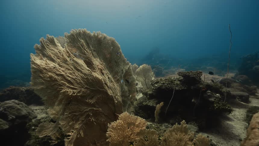 A vibrant underwater scene with soft coral formations and a rocky ocean floor