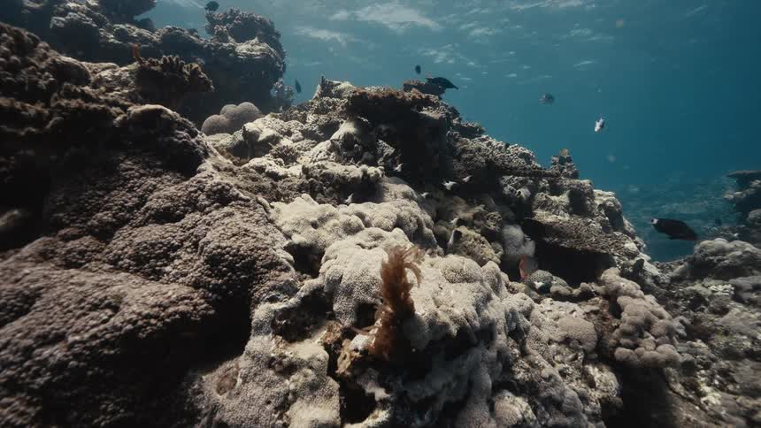Small colorful fish swim amongst a somewhat bleached coral reef formation on the ocean floor with sunlight filtering down from the waters surface