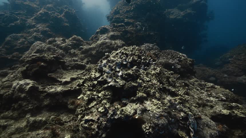 The fish swim underwater over the coral reef