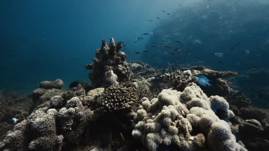 Small fish swimming near corals
