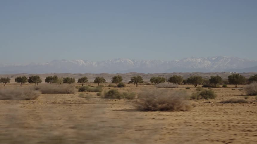 Trees are planted in a straight line in a desert landscape