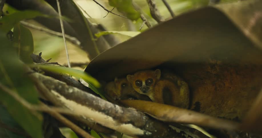Lemur are resting in the woods
