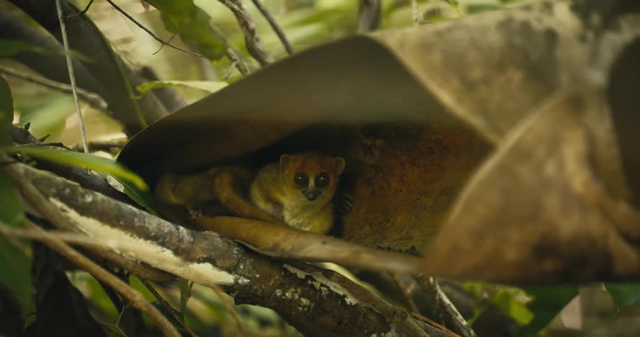 The lemur is resting in the leaf