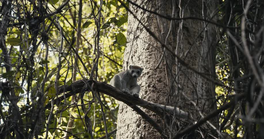 A lemur perches on a thick branch in a dense sunlit forest