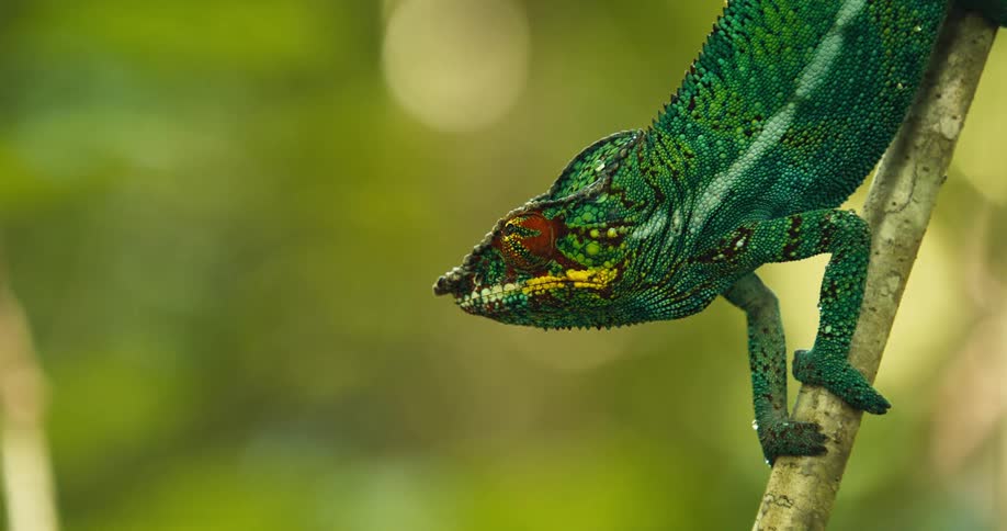 Chameleon on a branch