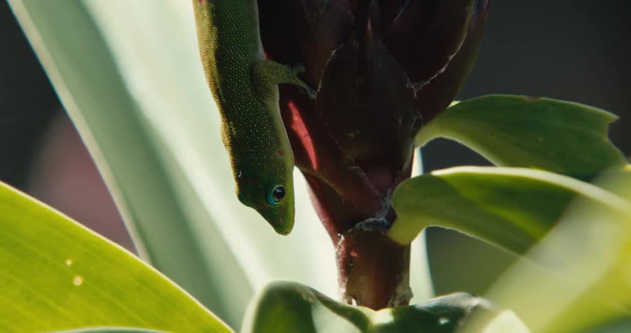 Gecko lizard climbing on a plant