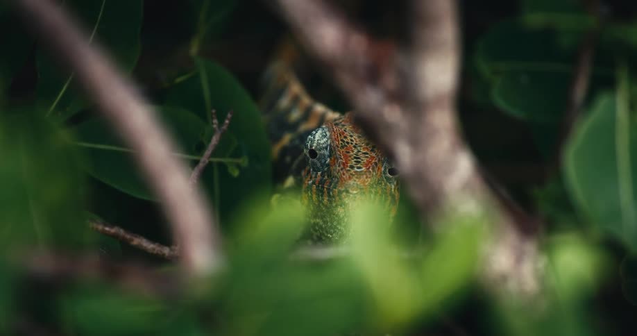 Chameleon on a branch