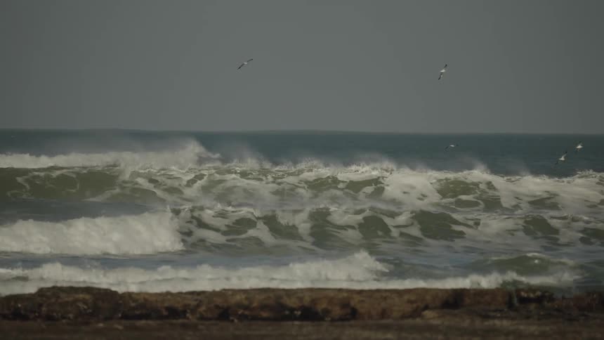The birds fly over the beach