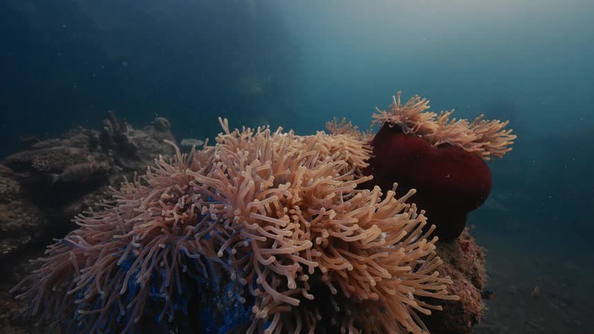 Fish swim through the tentacles of anemones on a reef in murky water lit from above