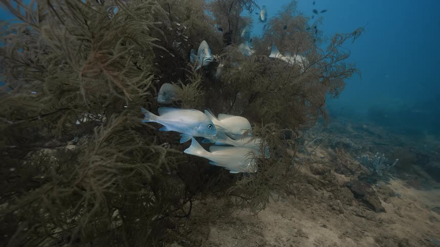 The fish are floating in the kelp