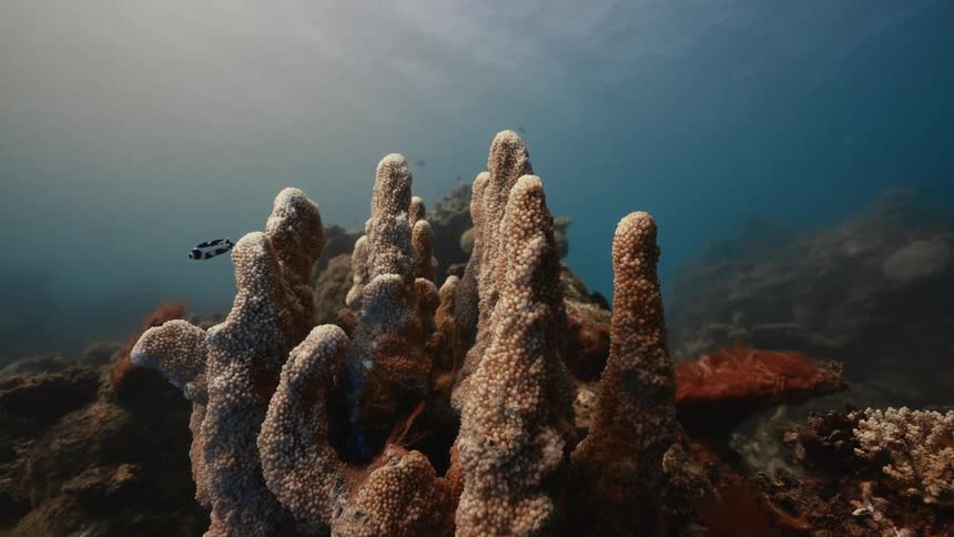 Coral reef underwater