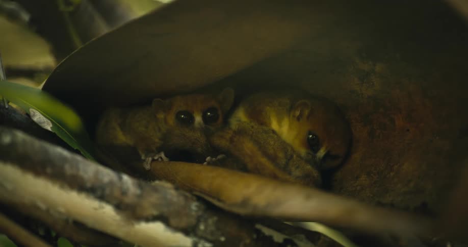 Two small monkeys hiding under a large leaf in the jungle