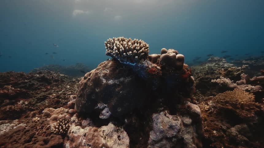 Panorama of a reef with fish around