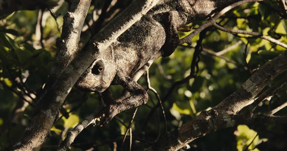 Sunlight shines upon a chameleon holding on to a tree branch as it moves in the breeze