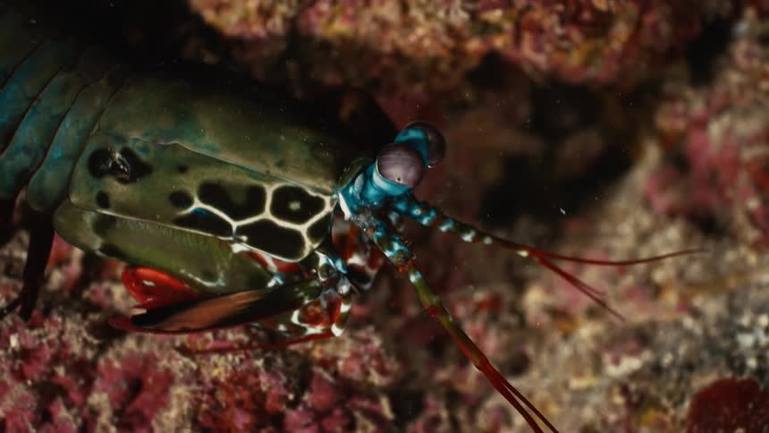 A mantis shrimp is moving in a coral underwater moving its eyes