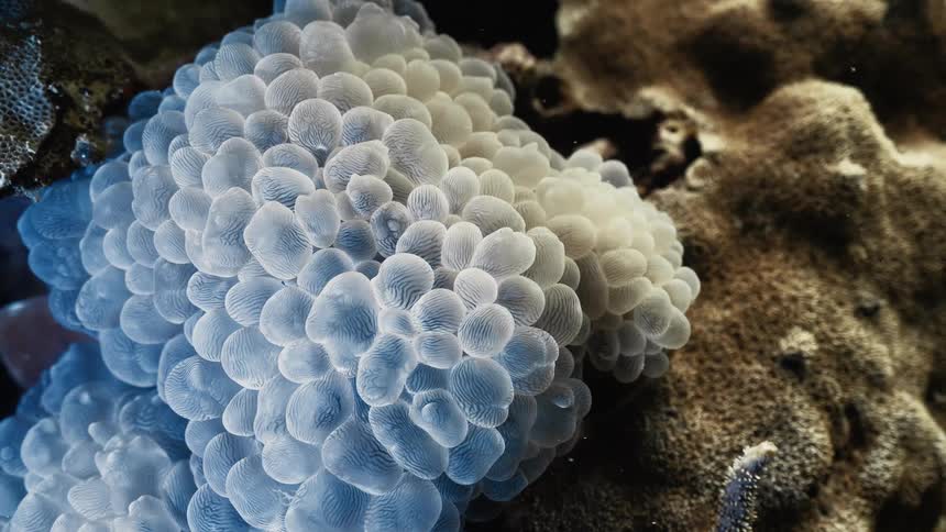 The coral reef underwater is white