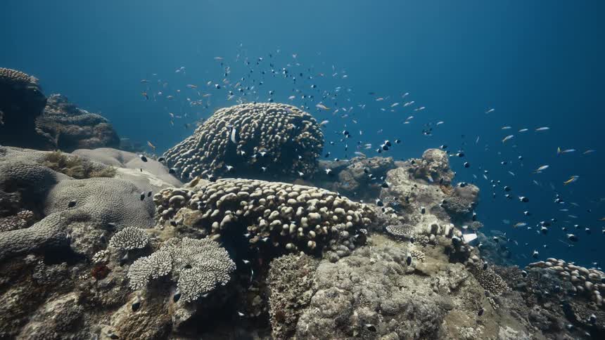 Various fish swimming in a reef