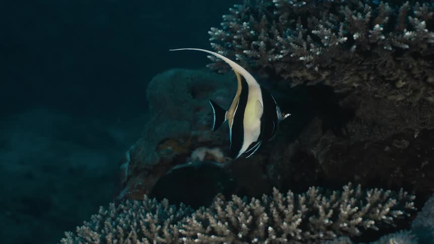 A moorish idol fish with distinctive black white and yellow markings swims near a coral formation in dark blue water