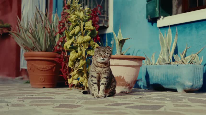 The cat begins scratching outside