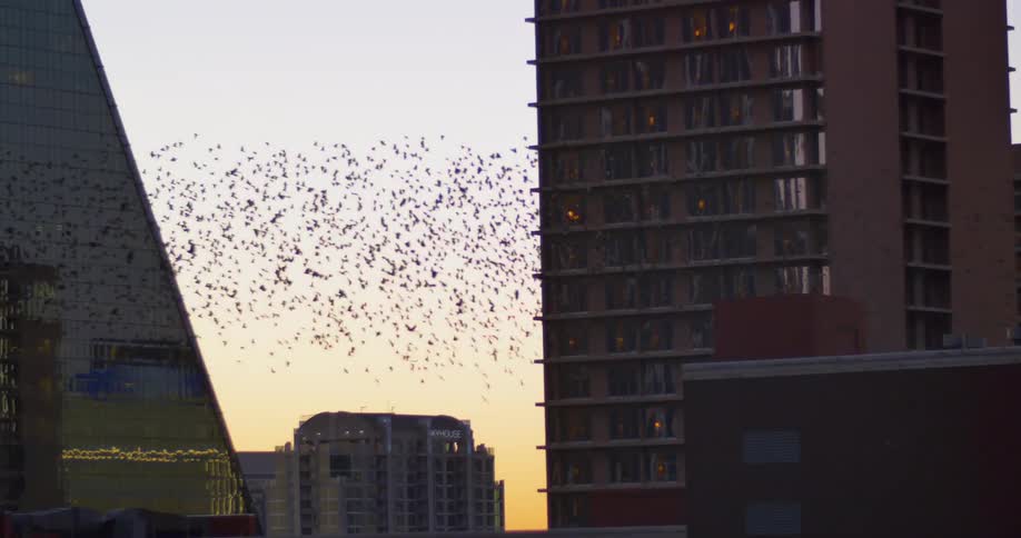 A flock of birds fly past buildings at dawn