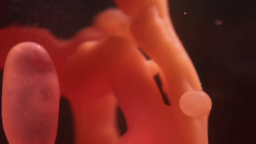 A waxy red liquid is bubbling up in a suspension