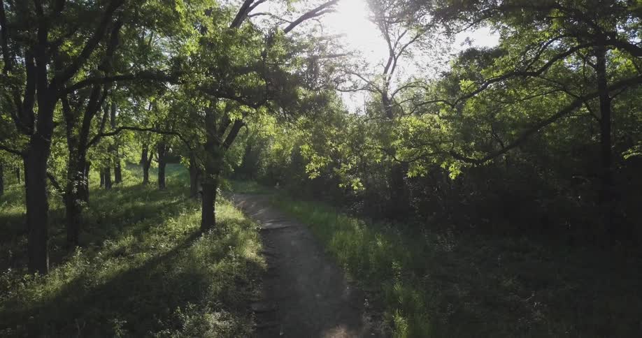 Path winding through the forest on a sunny day