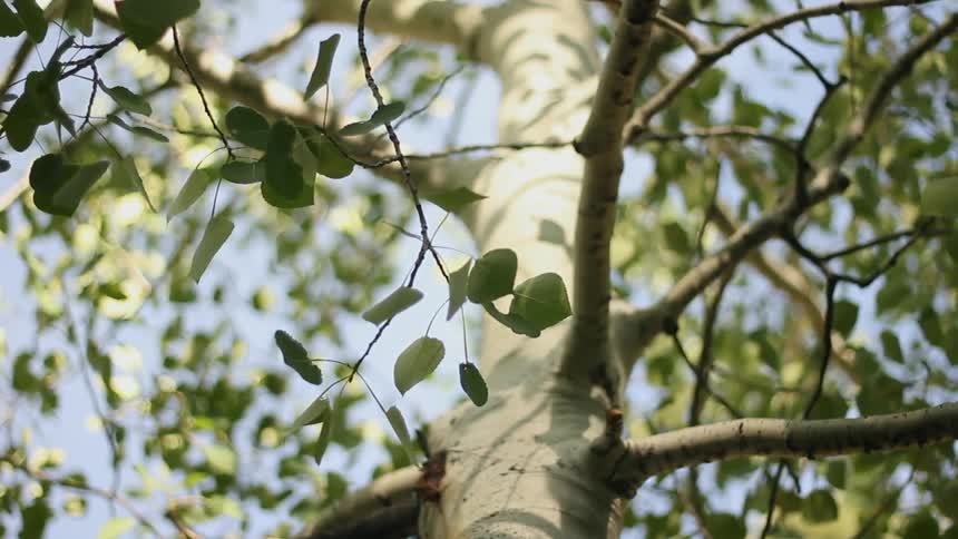 New leaves of a tree sway in the breeze