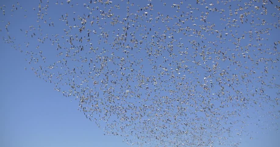 The clear blue sky is full of a flock of birds