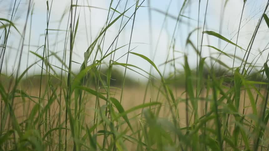 The grass is tall on this field on a windy day