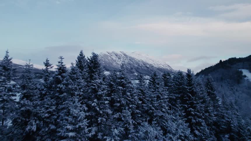 The snow covered mountains are covered with trees