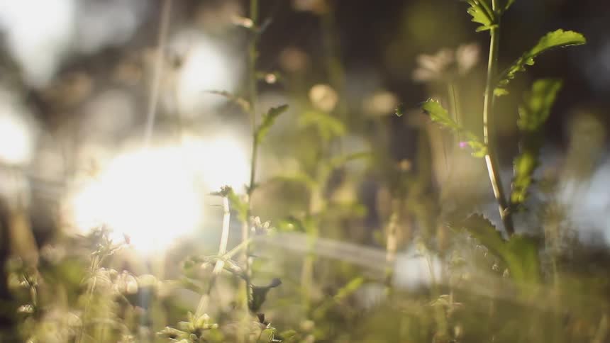 A close up view of a weed out in a field