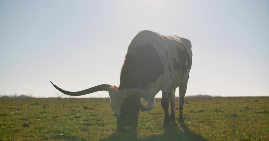 A bull has really large horns and is grazing