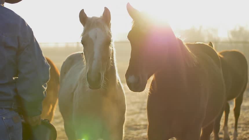 A cowboy stands near horses in a pasture at sunset