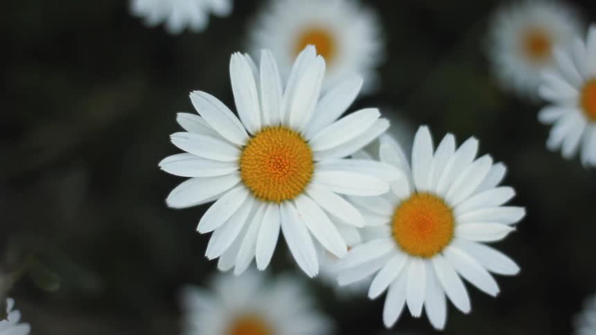 Daisies in full bloom are swaying in the breeze