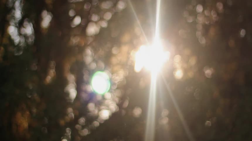 Light filters through trees