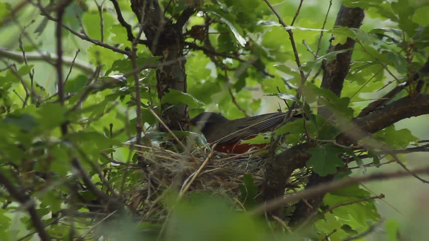 A view of a bird in a nest up in the tree