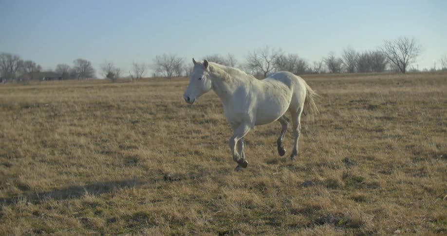 A white horse trots across a field to join other trotting horses