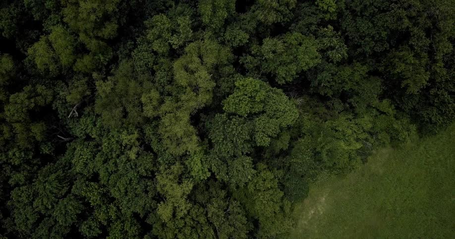 Leafy trees are shown below