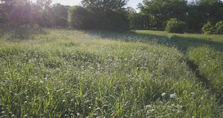 A field on a sunny day