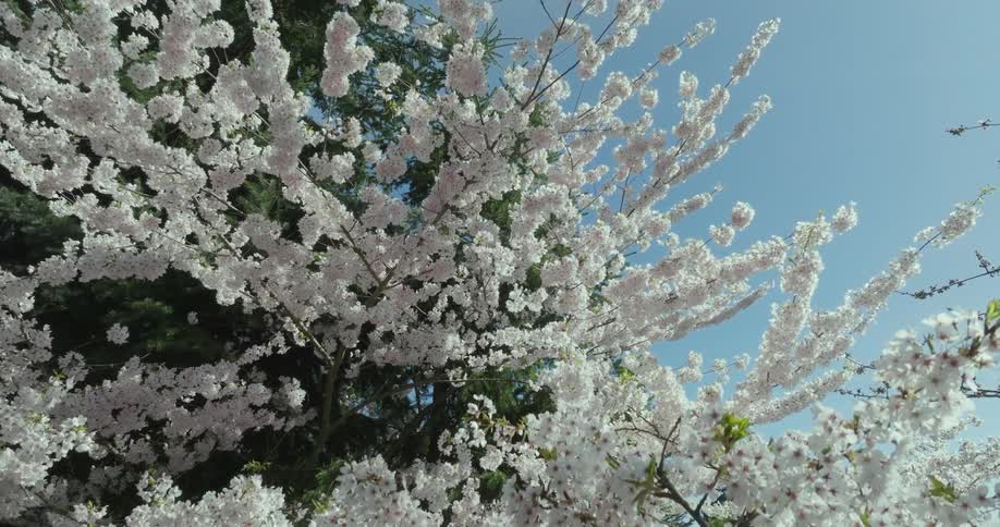 A white flowering tree nestles against a taller evergreen tree under a clear blue sky