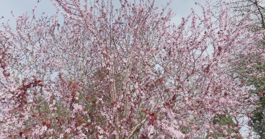 Pink flowers and purple leaves emerge from the buds of a large plum tree on a warm spring day