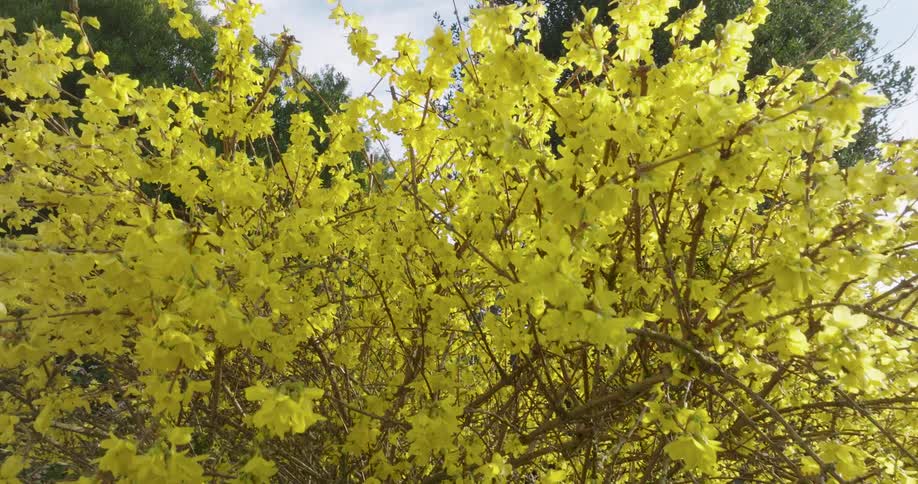 Subtle ascent along the new growth of bright yellow flowers unfolding on a warm spring morning
