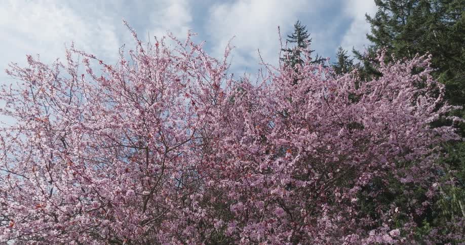 Slow push towards vibrant pink flowers blooming on a purple plum tree