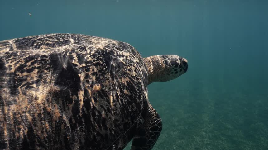 A large sea green turtle gracefully swims underwater in a clear blue ocean environment