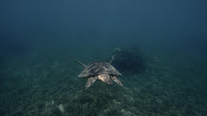 A sea green turtle swims alone near the ocean floor in a clear deep underwater scene