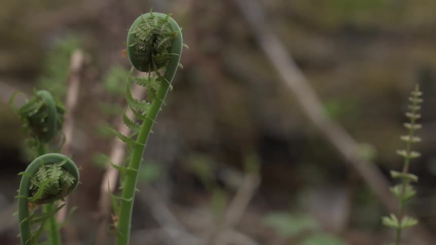 Green stalks are growing outside
