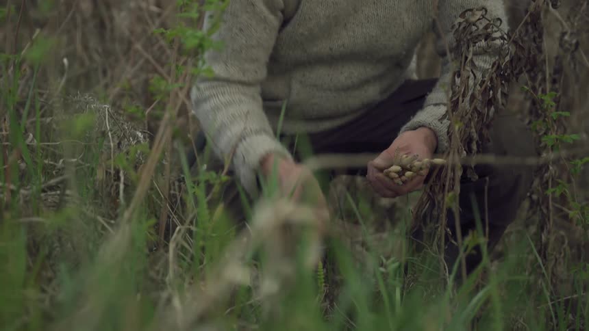A man picks some herbs
