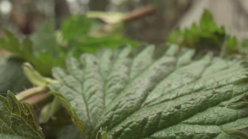 Plant leaves show a lot of veins and fuzzy appendages
