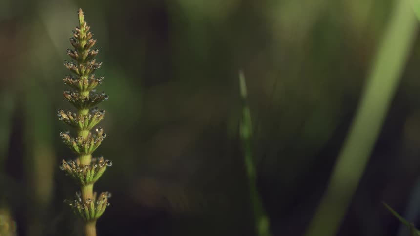 A macro shot shows a green plant stalk covered in tiny droplets of dew with a softly blurred green background